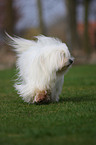 running Coton de Tulear