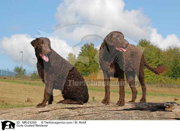 Curly Coated Retriever / Curly Coated Retriever / MR-03295