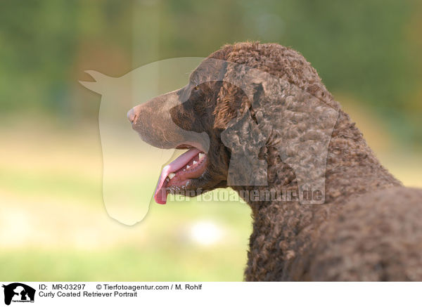 Curly Coated Retriever Portrait / Curly Coated Retriever Portrait / MR-03297