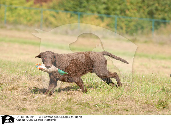 running Curly Coated Retriever / MR-03301