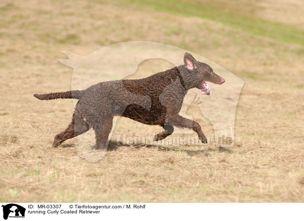 rennender Curly Coated Retriever / running Curly Coated Retriever / MR-03307