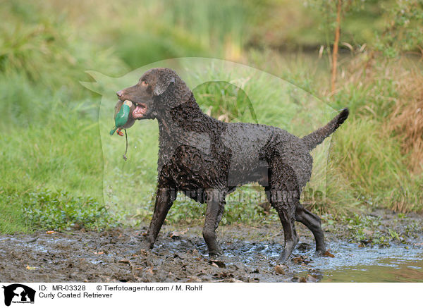 Curly Coated Retriever / Curly Coated Retriever / MR-03328