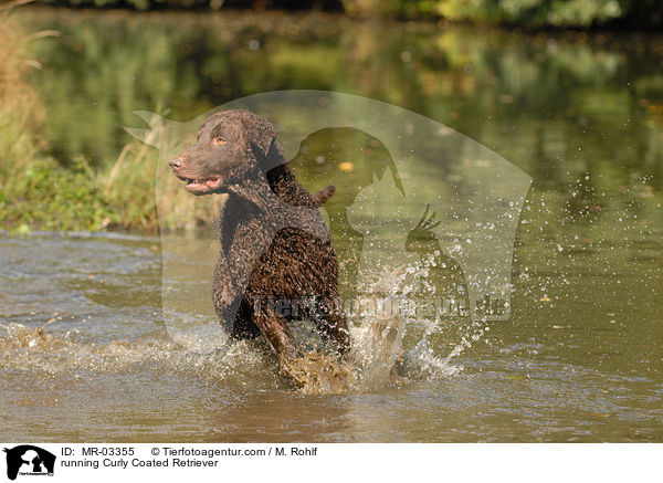 rennender Curly Coated Retriever / running Curly Coated Retriever / MR-03355