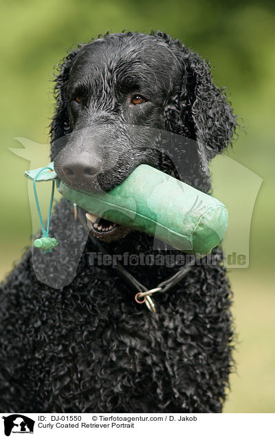 Curly Coated Retriever Portrait / Curly Coated Retriever Portrait / DJ-01550