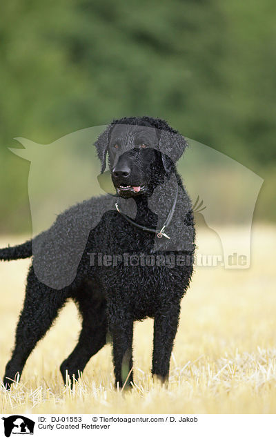 Curly Coated Retriever / DJ-01553