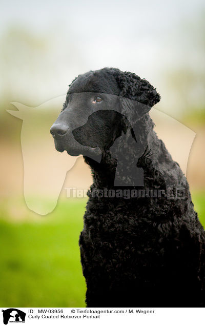Curly Coated Retriever Portrait / Curly Coated Retriever Portrait / MW-03956
