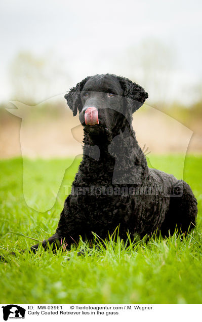 Curly Coated Retriever liegt im Gras / Curly Coated Retriever lies in the grass / MW-03961