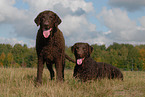 Curly Coated Retriever