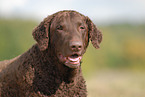 Curly Coated Retriever Portrait