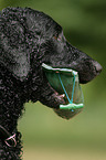 Curly Coated Retriever Portrait