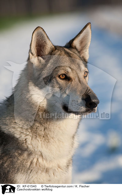 Tschechoslowakischer Wolfshund / Czechoslovakian wolfdog / KF-01540