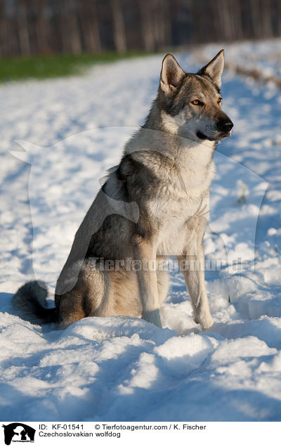 Tschechoslowakischer Wolfshund / Czechoslovakian wolfdog / KF-01541