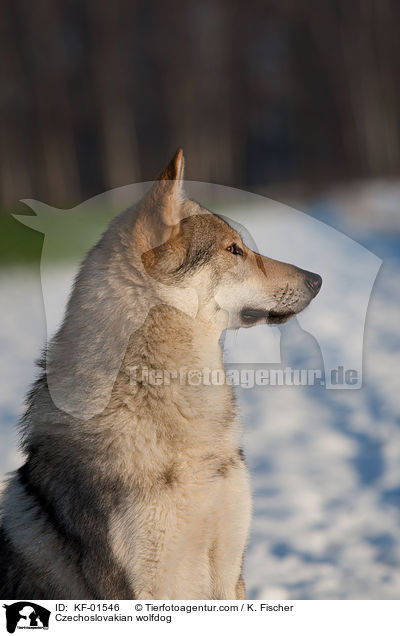 Tschechoslowakischer Wolfshund / Czechoslovakian wolfdog / KF-01546