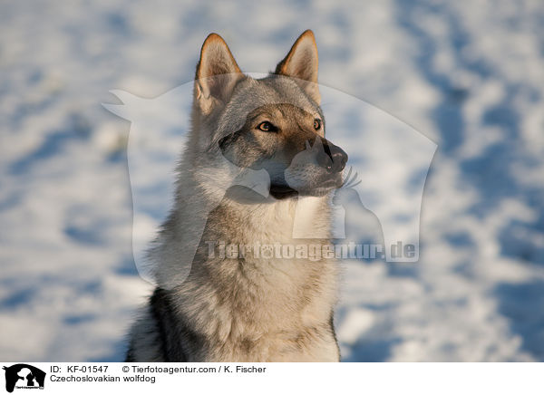Czechoslovakian wolfdog / KF-01547