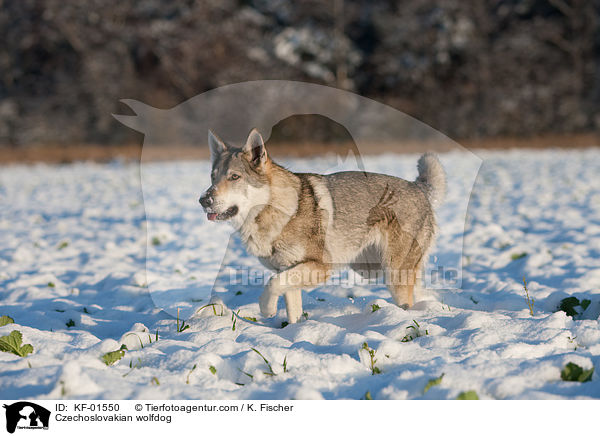 Czechoslovakian wolfdog / KF-01550
