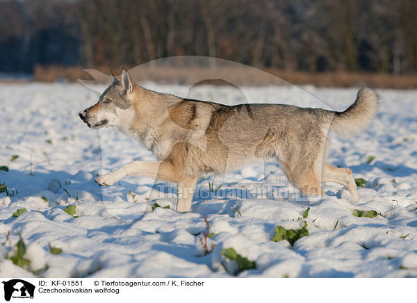 Czechoslovakian wolfdog / KF-01551