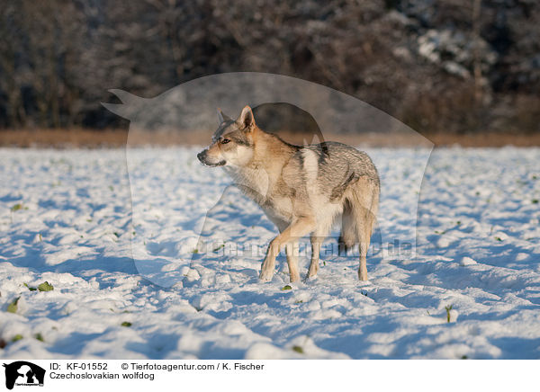 Czechoslovakian wolfdog / KF-01552