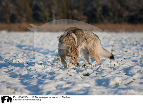 Czechoslovakian wolfdog / KF-01554