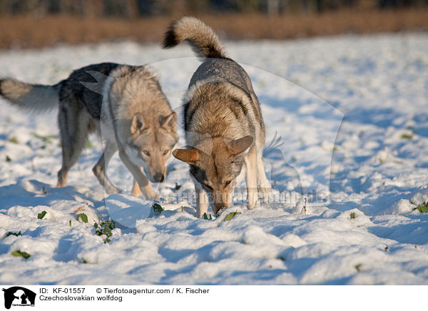 Tschechoslowakischer Wolfshund / Czechoslovakian wolfdog / KF-01557