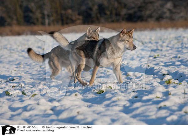 Czechoslovakian wolfdog / KF-01558