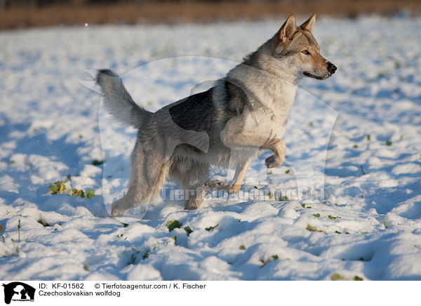 Tschechoslowakischer Wolfshund / Czechoslovakian wolfdog / KF-01562