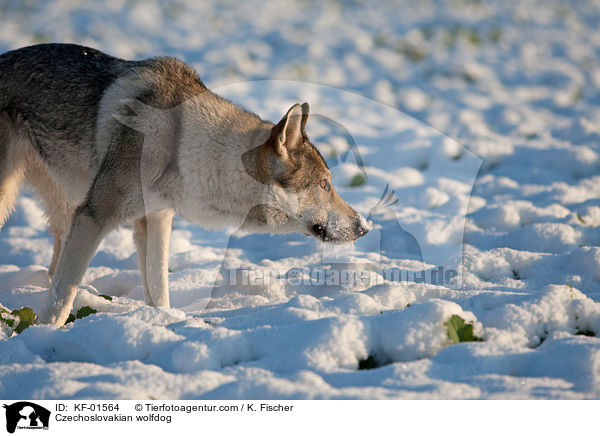 Tschechoslowakischer Wolfshund / Czechoslovakian wolfdog / KF-01564