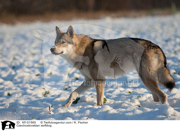 Tschechoslowakischer Wolfshund / Czechoslovakian wolfdog / KF-01565