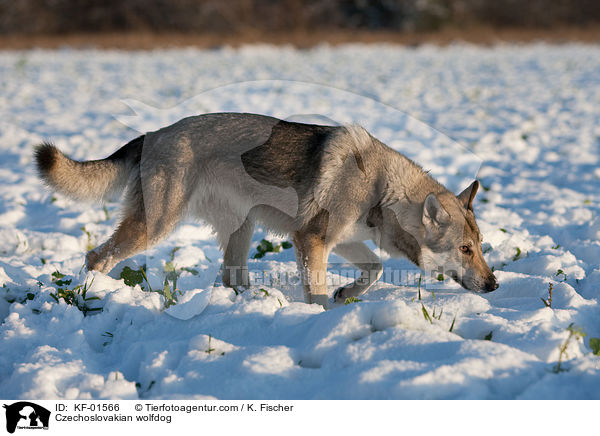 Czechoslovakian wolfdog / KF-01566