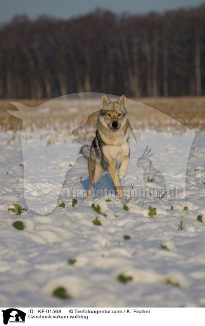 Tschechoslowakischer Wolfshund / Czechoslovakian wolfdog / KF-01568