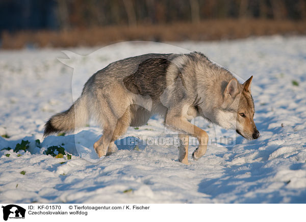 Tschechoslowakischer Wolfshund / Czechoslovakian wolfdog / KF-01570