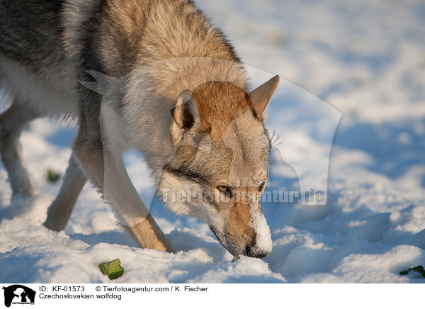 Tschechoslowakischer Wolfshund / Czechoslovakian wolfdog / KF-01573