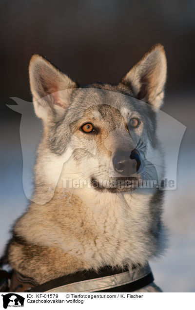 Tschechoslowakischer Wolfshund / Czechoslovakian wolfdog / KF-01579