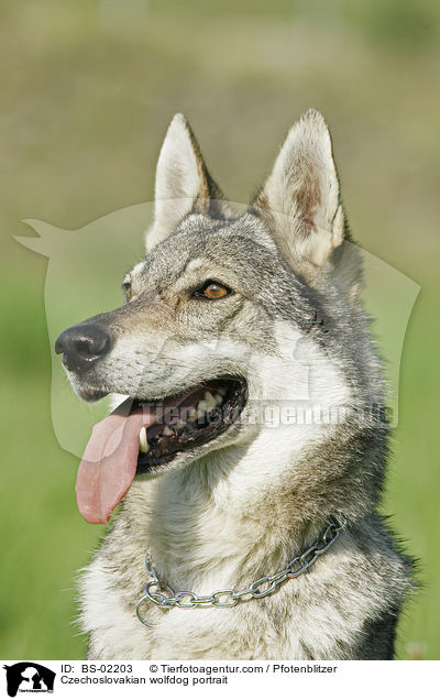 Tschechoslowakischer Wolfshund Portrait / Czechoslovakian wolfdog portrait / BS-02203