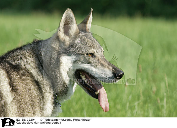 Tschechoslowakischer Wolfshund Portrait / Czechoslovakian wolfdog portrait / BS-02204