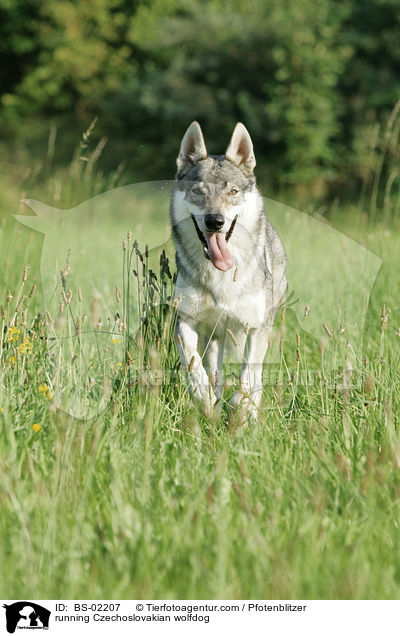 rennender Tschechoslowakischer Wolfshund / running Czechoslovakian wolfdog / BS-02207