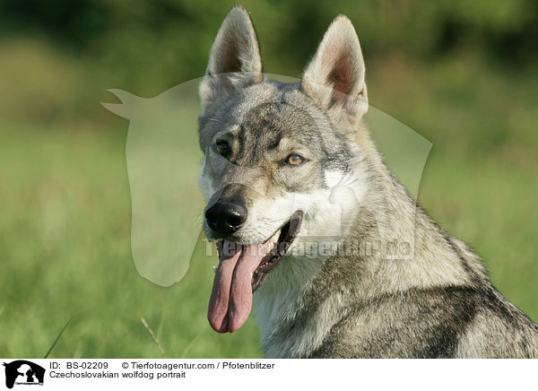 Czechoslovakian wolfdog portrait / BS-02209
