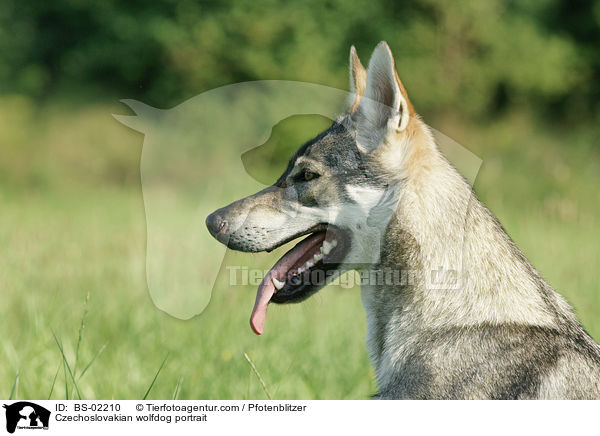 Czechoslovakian wolfdog portrait / BS-02210