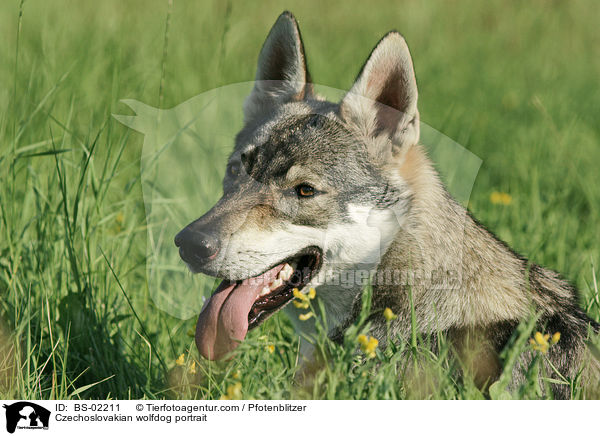 Tschechoslowakischer Wolfshund Portrait / Czechoslovakian wolfdog portrait / BS-02211