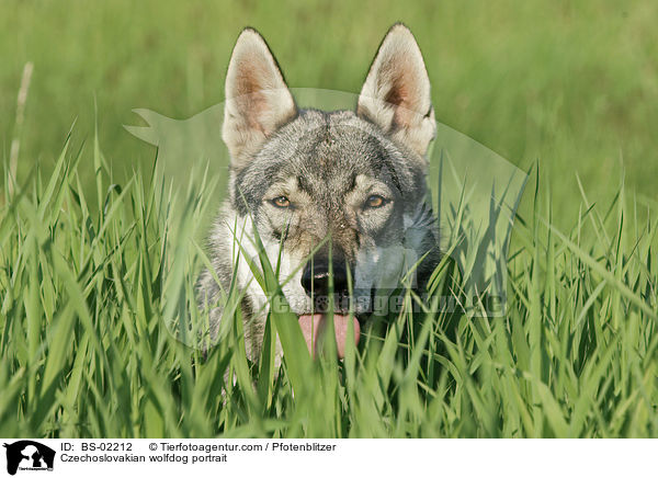 Czechoslovakian wolfdog portrait / BS-02212