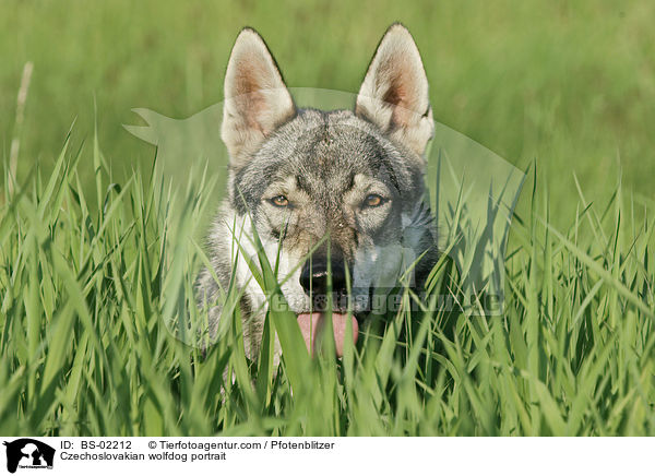 Tschechoslowakischer Wolfshund Portrait / Czechoslovakian wolfdog portrait / BS-02212