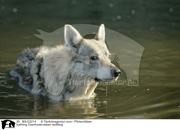 bathing Czechoslovakian wolfdog / BS-02214