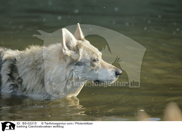 badender Tschechoslowakischer Wolfshund / bathing Czechoslovakian wolfdog / BS-02215