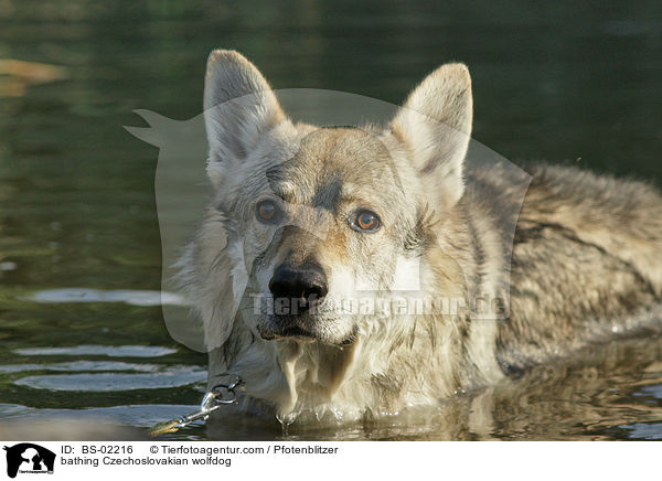 badender Tschechoslowakischer Wolfshund / bathing Czechoslovakian wolfdog / BS-02216