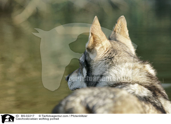 Czechoslovakian wolfdog portrait / BS-02217