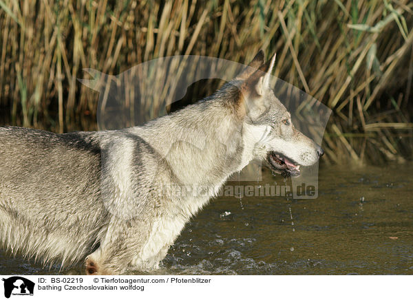 bathing Czechoslovakian wolfdog / BS-02219