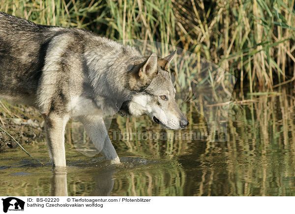 badender Tschechoslowakischer Wolfshund / bathing Czechoslovakian wolfdog / BS-02220