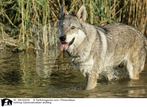 bathing Czechoslovakian wolfdog / BS-02224