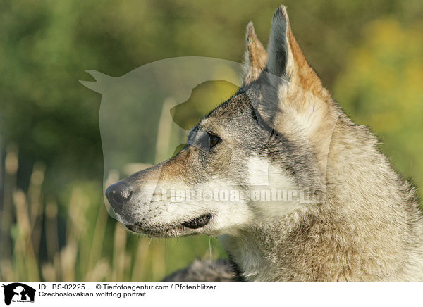 Czechoslovakian wolfdog portrait / BS-02225