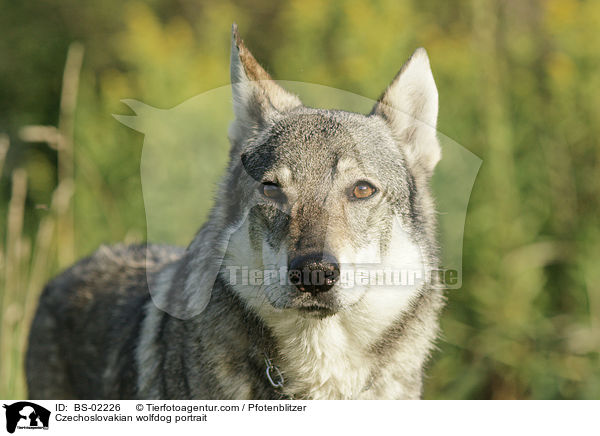 Czechoslovakian wolfdog portrait / BS-02226