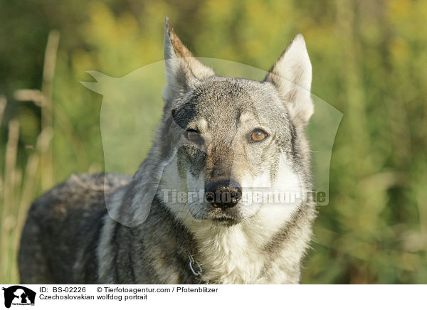 Tschechoslowakischer Wolfshund Portrait / Czechoslovakian wolfdog portrait / BS-02226